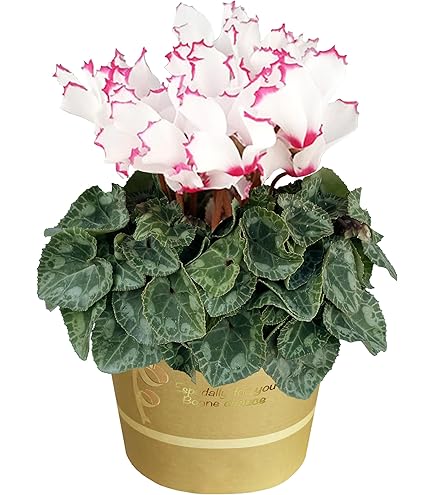 Amazon.co.jp: 花問屋PURIZA シクラメン マカロンショコラ シクラメン